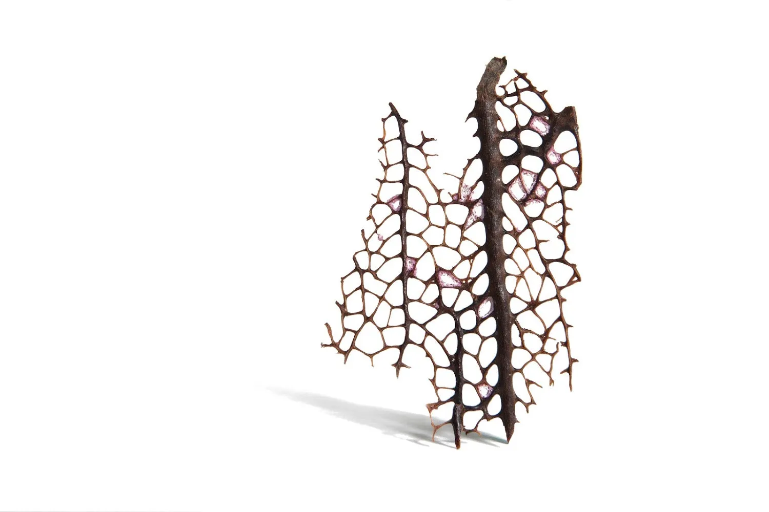 Gold Sea Fan Curve Earring